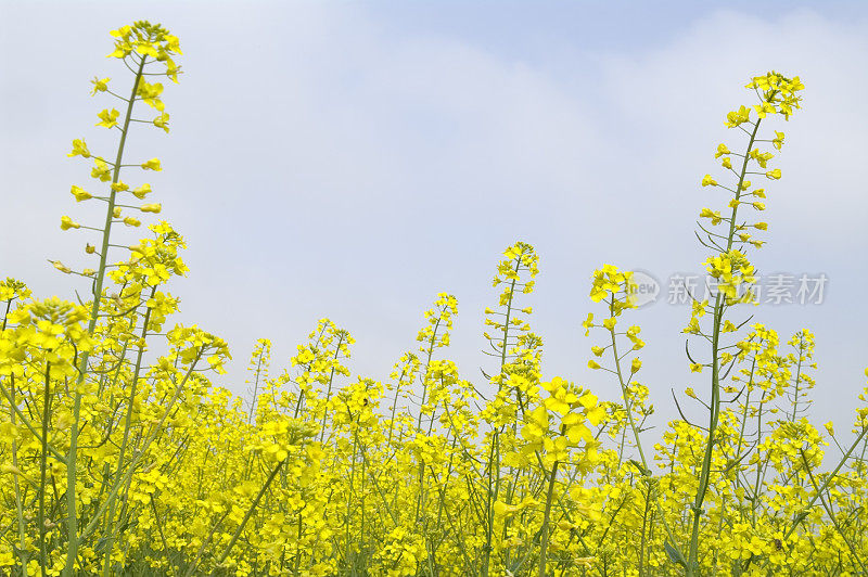 油菜(Brassica napus)田间试验